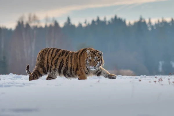 Szibériai Tigris Panthera Tigris Hóban — Stock Fotó