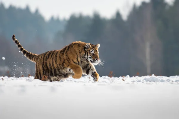 Tygr Ussurijský Panthera Tigris Sněhu — Stock fotografie