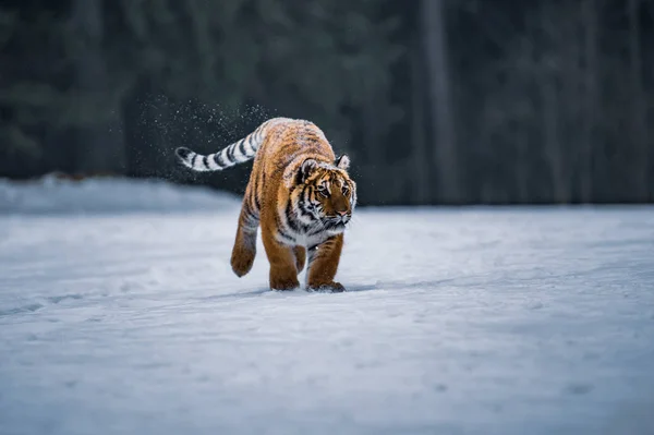 Tigre Siberiano Neve Panthera Tigris — Fotografia de Stock