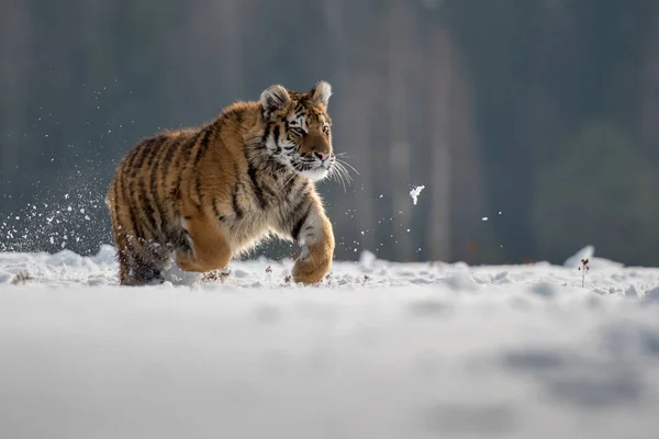 Tigre Siberiano Nieve Panthera Tigris —  Fotos de Stock