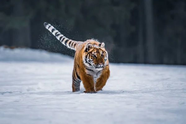 Tigre Siberiano Nieve Panthera Tigris —  Fotos de Stock