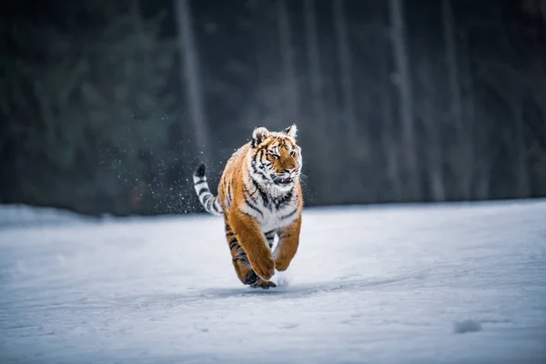 Tigre Siberiano Neve Panthera Tigris — Fotografia de Stock