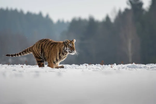 Tigre Siberiana Nella Neve Panthera Tigris — Foto Stock