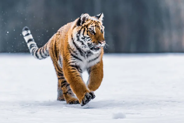 Tigre Siberiano Neve Panthera Tigris — Fotografia de Stock