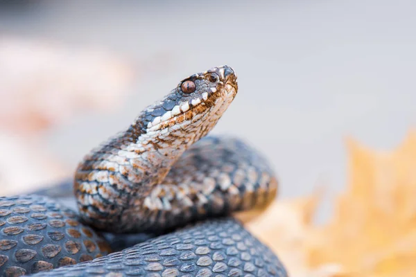 Травяная Змея Natrix Natrix Крупным Планом — стоковое фото