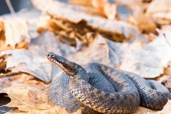 Травяная Змея Natrix Natrix Крупным Планом — стоковое фото