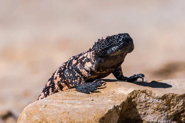 Lagarto Gila Monstro Heloderma Suspectum — Fotografia de Stock