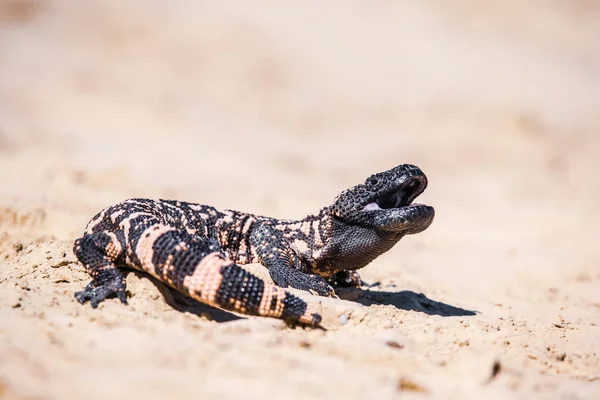 Τέρας Lizard Gila Heloderma Suspectum — Φωτογραφία Αρχείου