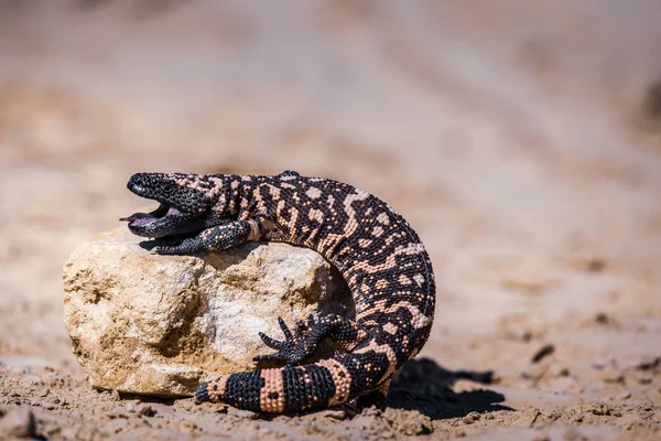 Lagarto Gila Monstro Heloderma Suspectum — Fotografia de Stock