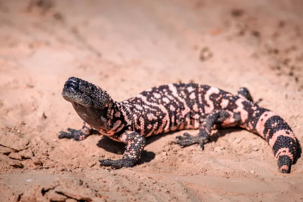 Τέρας Lizard Gila Heloderma Suspectum — Φωτογραφία Αρχείου