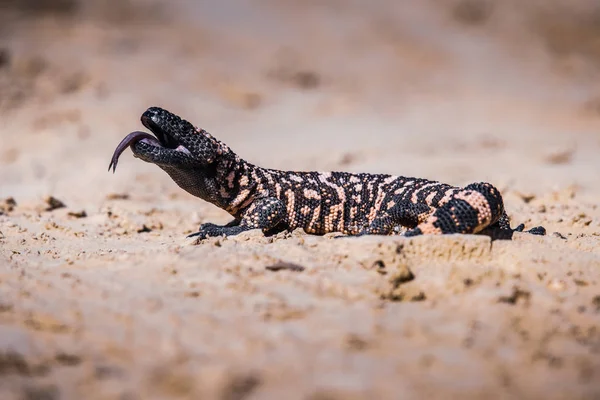 Τέρας Lizard Gila Heloderma Suspectum — Φωτογραφία Αρχείου