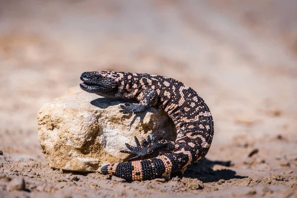 Lagarto Gila Monstro Heloderma Suspectum — Fotografia de Stock