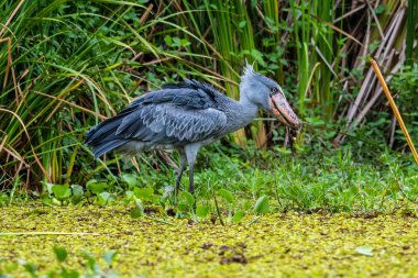 Shoebill , Balaeniceps rex, ayrıca Whalehead olarak bilinen, çok büyük bir leylek benzeri kuş. Adını devasa ayakkabı şekilli faturasından türetilmiştir..