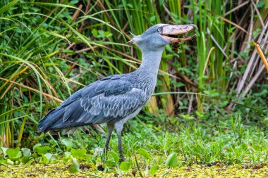 Shoebill , Balaeniceps rex, ayrıca Whalehead olarak bilinen, çok büyük bir leylek benzeri kuş. Adını devasa ayakkabı şekilli faturasından türetilmiştir..