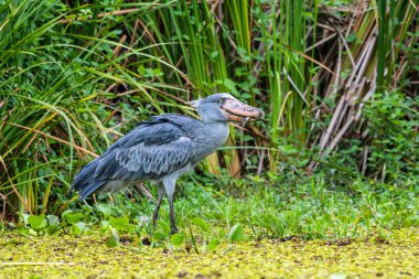 Shoebill , Balaeniceps rex, ayrıca Whalehead olarak bilinen, çok büyük bir leylek benzeri kuş. Adını devasa ayakkabı şekilli faturasından türetilmiştir..