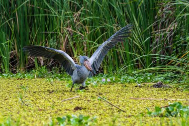 Shoebill , Balaeniceps rex, ayrıca Whalehead olarak bilinen, çok büyük bir leylek benzeri kuş. Adını devasa ayakkabı şekilli faturasından türetilmiştir..