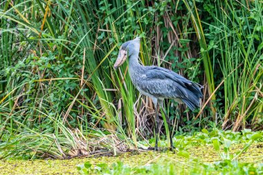 Shoebill , Balaeniceps rex, ayrıca Whalehead olarak bilinen, çok büyük bir leylek benzeri kuş. Adını devasa ayakkabı şekilli faturasından türetilmiştir..