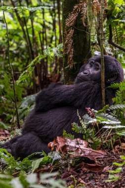 Alaska 'daki Boz Ayı Katmai Ulusal Parkı somon avlar (Ursus arctos horribilis)