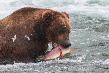 Alaska 'daki Boz Ayı Katmai Ulusal Parkı somon avlar (Ursus arctos horribilis)