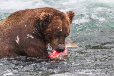 Alaska 'daki Boz Ayı Katmai Ulusal Parkı somon avlar (Ursus arctos horribilis)