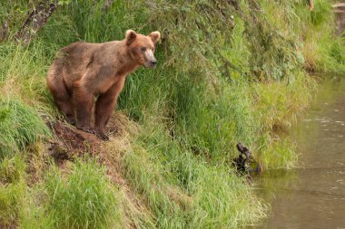 Alaska 'daki Boz Ayı Katmai Ulusal Parkı somon avlar (Ursus arctos horribilis)