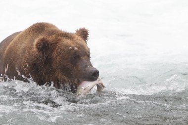 Alaska 'daki Boz Ayı Katmai Ulusal Parkı somon avlar (Ursus arctos horribilis)