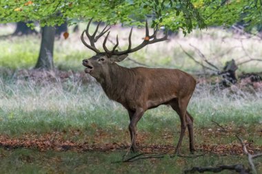 Kızıl geyik geyik (Cervus elaphus)