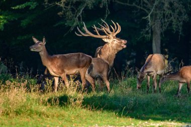 Kızıl geyik geyik (Cervus elaphus)
