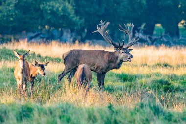 Kızıl geyik geyik (Cervus elaphus)
