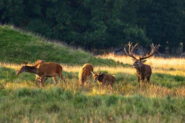 Kızıl geyik geyik (Cervus elaphus)