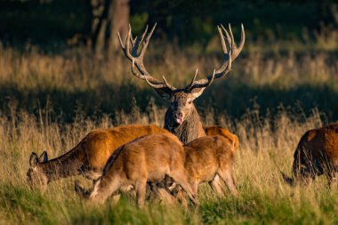Kızıl geyik geyik (Cervus elaphus)