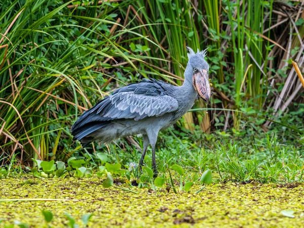 Shoebill Balaeniceps Rex Известный Whalehead Является Большой Аистообразной Птицей Название — стоковое фото