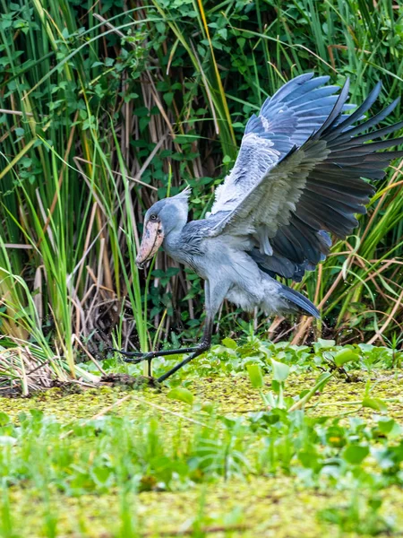 Shoebill Balaeniceps Rex Известный Whalehead Является Большой Аистообразной Птицей Название — стоковое фото