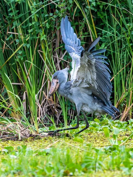 Shoebill Balaeniceps Rex Известный Whalehead Является Большой Аистообразной Птицей Название — стоковое фото