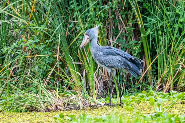 Shoebill Balaeniceps Rex Also Known Whalehead Very Large Stork Bird — Stock Photo, Image