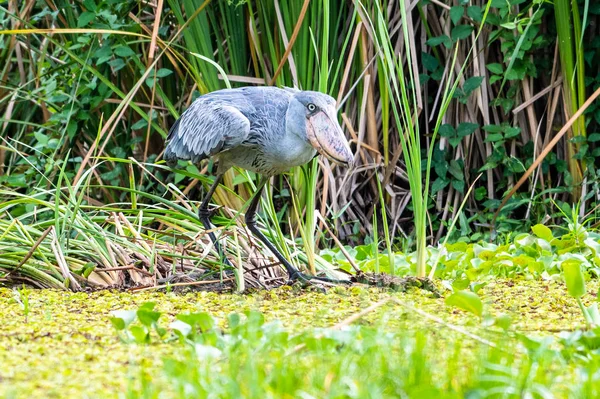 Shoebill Balaeniceps Rex Also Known Whalehead Very Large Stork Bird — Stock Photo, Image