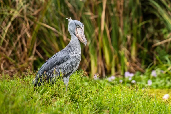 Shoebill , Balaeniceps rex, ayrıca Whalehead olarak bilinen, çok büyük bir leylek benzeri kuş. Adını devasa ayakkabı şekilli faturasından türetilmiştir..