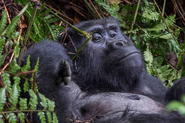 알래스카 공원에 회색곰 Ursus Arctos Horribilis — 스톡 사진