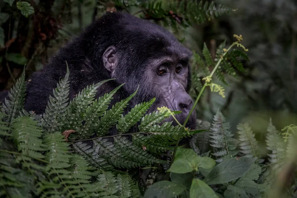 Grizzly Αρκούδα Στην Αλάσκα Katmai Εθνικό Πάρκο Κυνηγά Σολομούς Ursus — Φωτογραφία Αρχείου