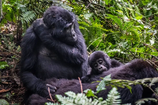 Медведь Гризли Аляске Катмай Охотится Лососей Ursus Arctos Horribilis — стоковое фото