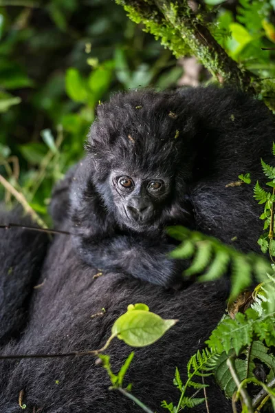 알래스카 공원에 회색곰 Ursus Arctos Horribilis — 스톡 사진