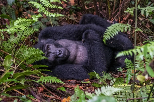 Medvěd Šedý Národním Parku Aljaška Katmai Loví Lososy Ursus Arctos — Stock fotografie