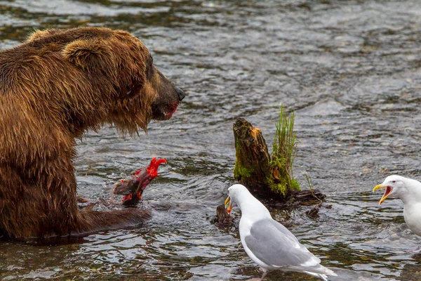 Orso Grizzly Alaska Katmai National Park Caccia Salmoni Ursus Arctos — Foto Stock