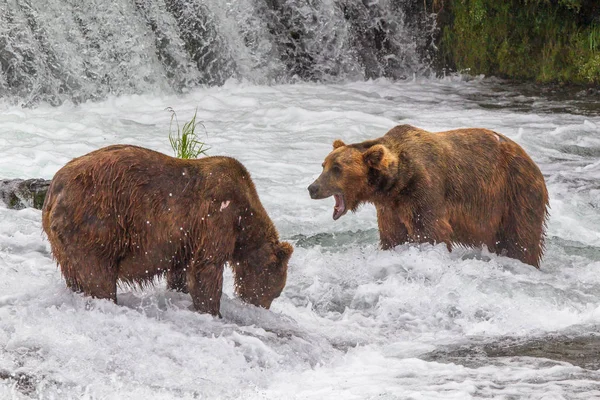 Grizzly Bear Alaska Katmai National Park Hunts Salmons Ursus Arctos — Stock Photo, Image