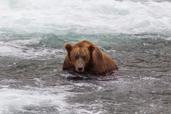 Oso Pardo Alaska Parque Nacional Katmai Caza Salmones Ursus Arctos —  Fotos de Stock