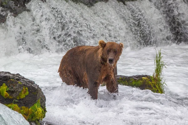 Ґріззлі Ведмеді Національному Парку Аляска Катмай Полюють Лососів Ursus Arctos — стокове фото