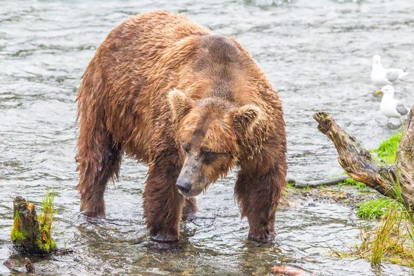 Medvěd Šedý Národním Parku Aljaška Katmai Loví Lososy Ursus Arctos — Stock fotografie