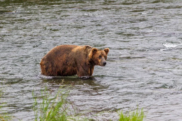 알래스카 공원에 회색곰 Ursus Arctos Horribilis — 스톡 사진