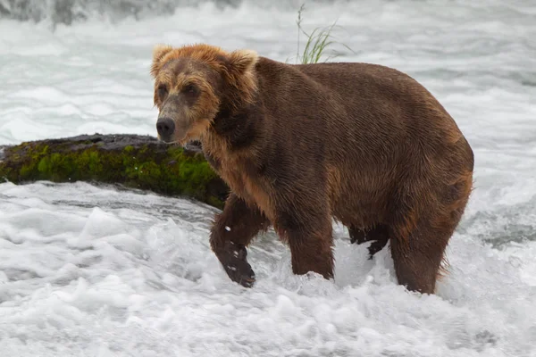 Oso Pardo Alaska Parque Nacional Katmai Caza Salmones Ursus Arctos — Foto de Stock