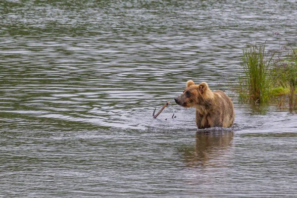 Grizzlybeer Alaska Katmai National Park Jaagt Zalmen Ursus Arctos Horribilis — Stockfoto